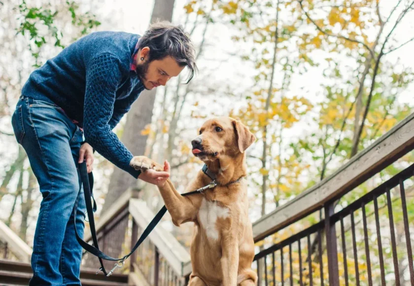 adiestramiento-canino-dar-la-patita-mx-1920w