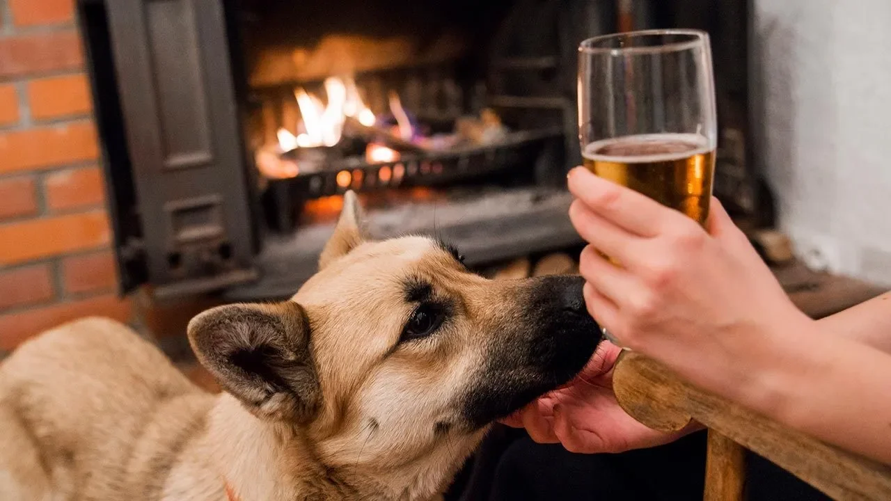 cerveza-perros-portada-1280x720x80xX-1920w