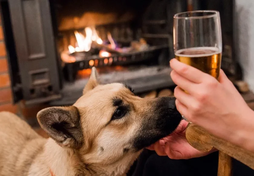 cerveza-perros-portada-1280x720x80xX-1920w