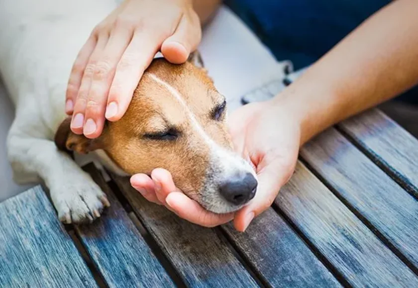 Todo sobre la tos de las perreras y cómo evitarla