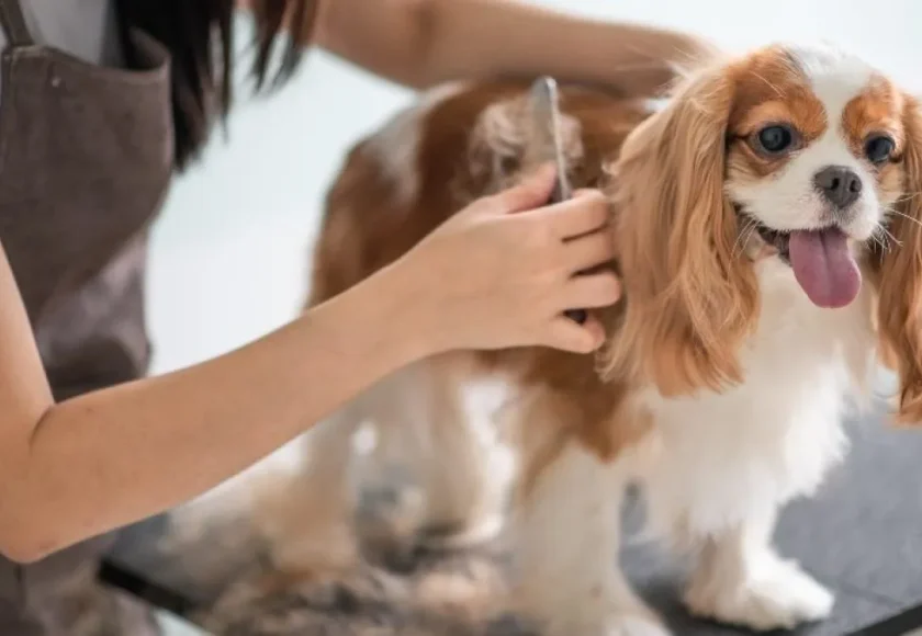 gromming-perros-1200×675-1920w