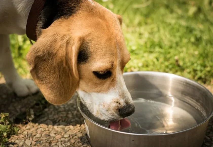 hidratacion-perros-1920w (2)