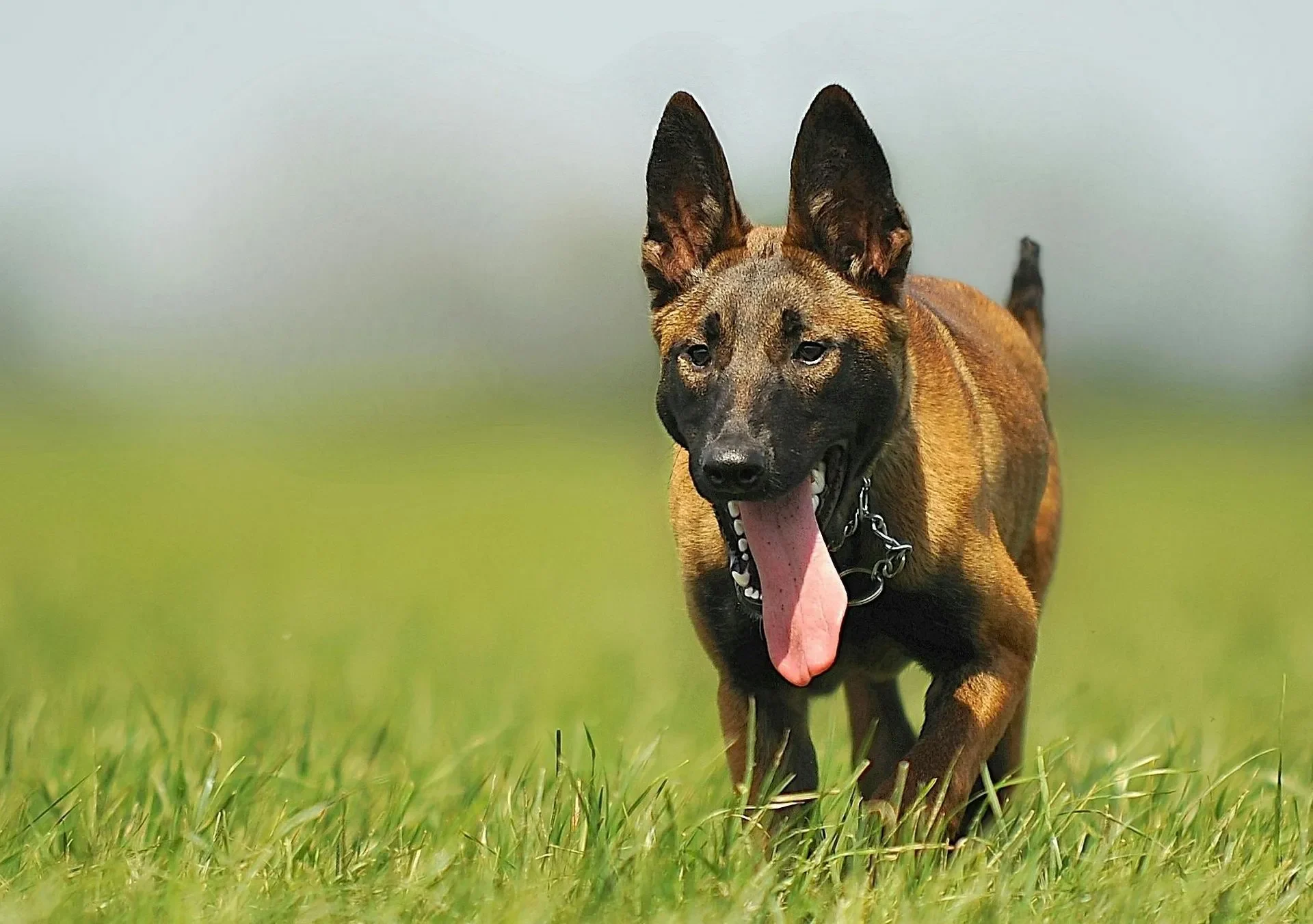 malinois-dog-animal-animal-portrait-55806-1920w