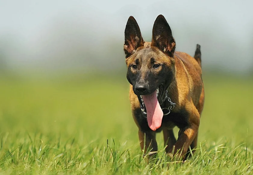 malinois-dog-animal-animal-portrait-55806-1920w