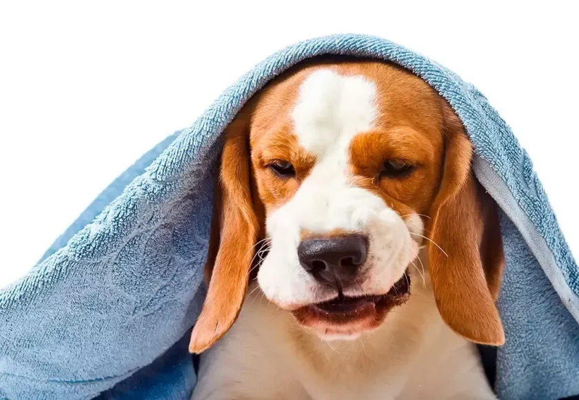 tos-en-perros-razones-por-las-que-tu-perro-puede-estar-tosiendo