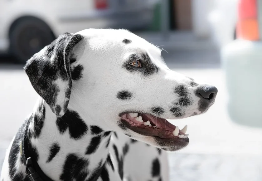 perro-atragantando