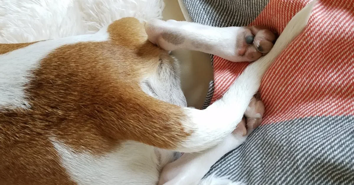 por-que-los-perros-siempre-se-huelen-la-cola