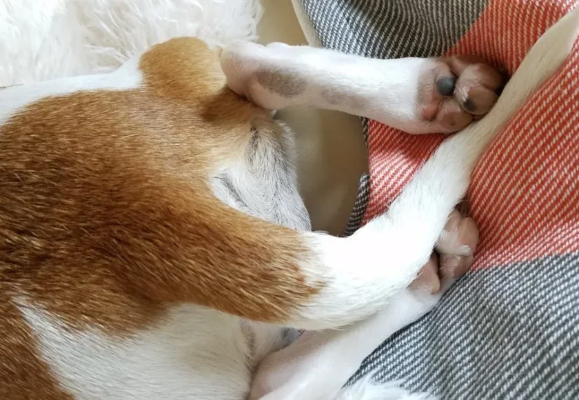 por-que-los-perros-siempre-se-huelen-la-cola