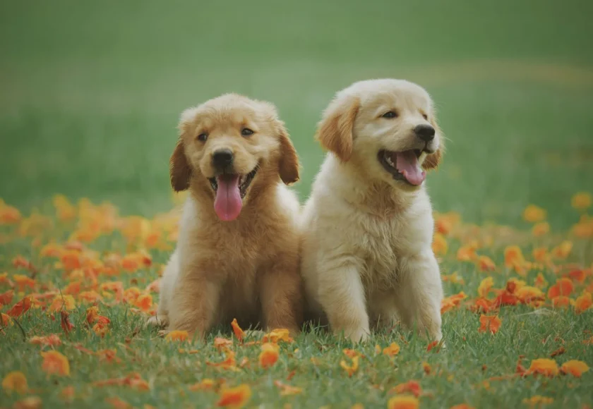 goden-retriever-datos-sobre-una-de-las-razas-favoritas