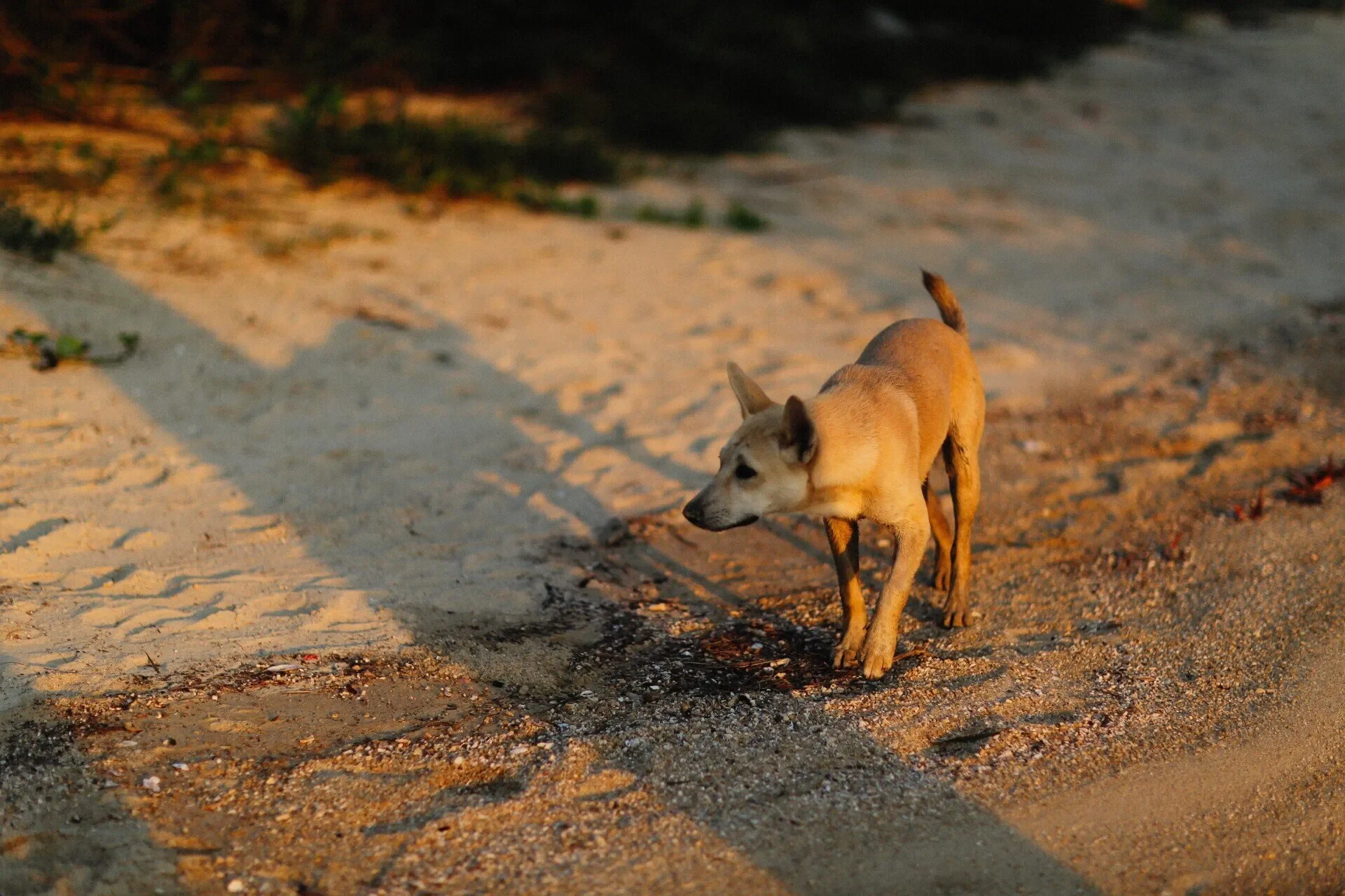 Todo Sobre los Golpes de Calor en los Perros