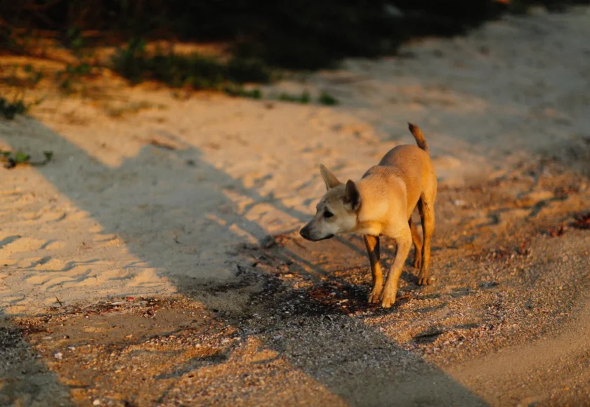 Todo Sobre los Golpes de Calor en los Perros