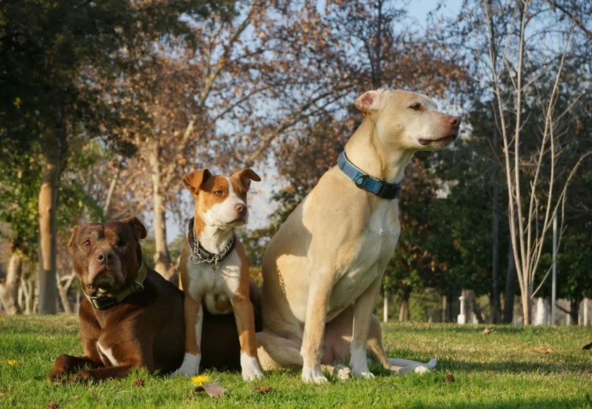 tapete-entrenador-para-perros-guia-para-duenos-principiantes
