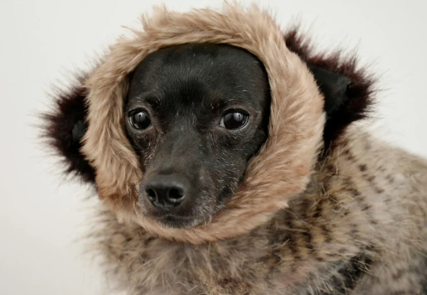 puedo-ponerle-a-mi-perro-productos-de-humanos