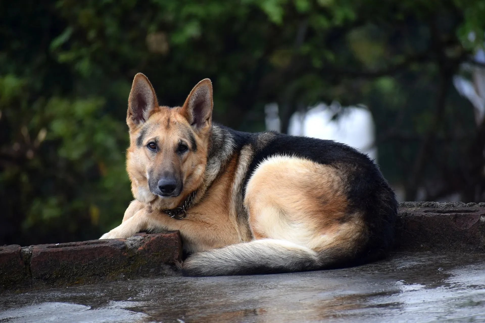 lograr-perro-reactivo