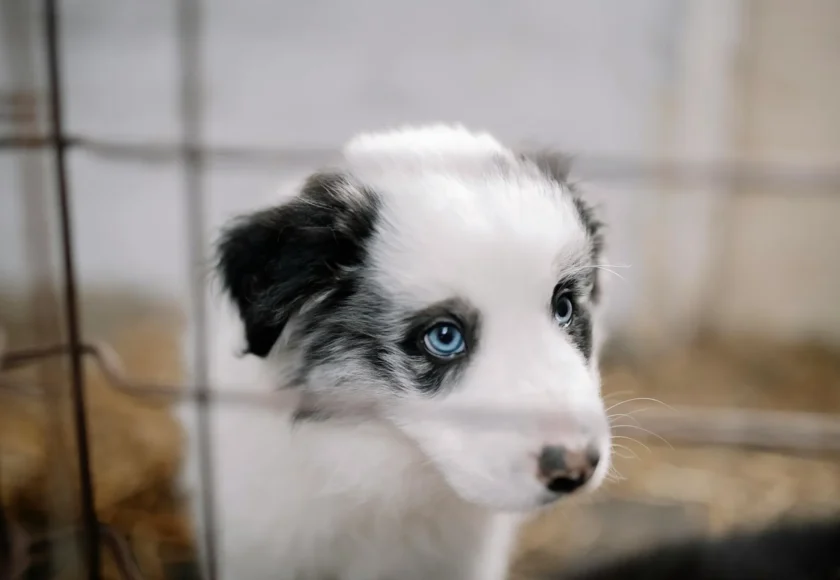 como-lograr-que-mi-perro-deje-de-montar-a-perros-y-personas