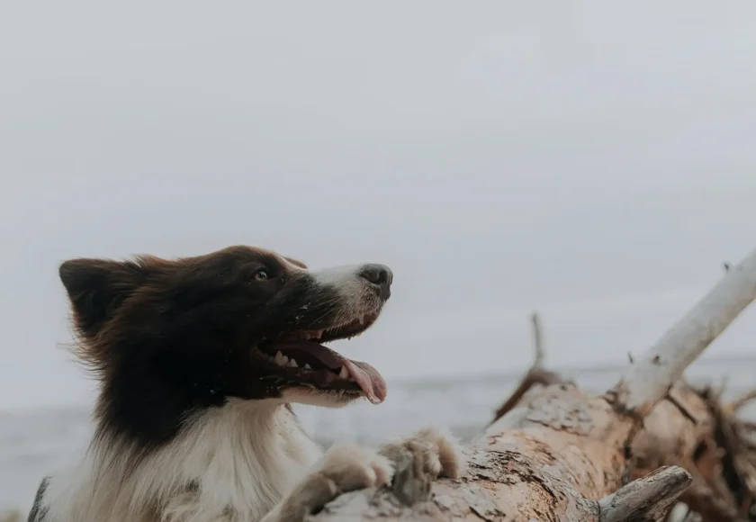 las-5-razas-de-perros-mas-listas