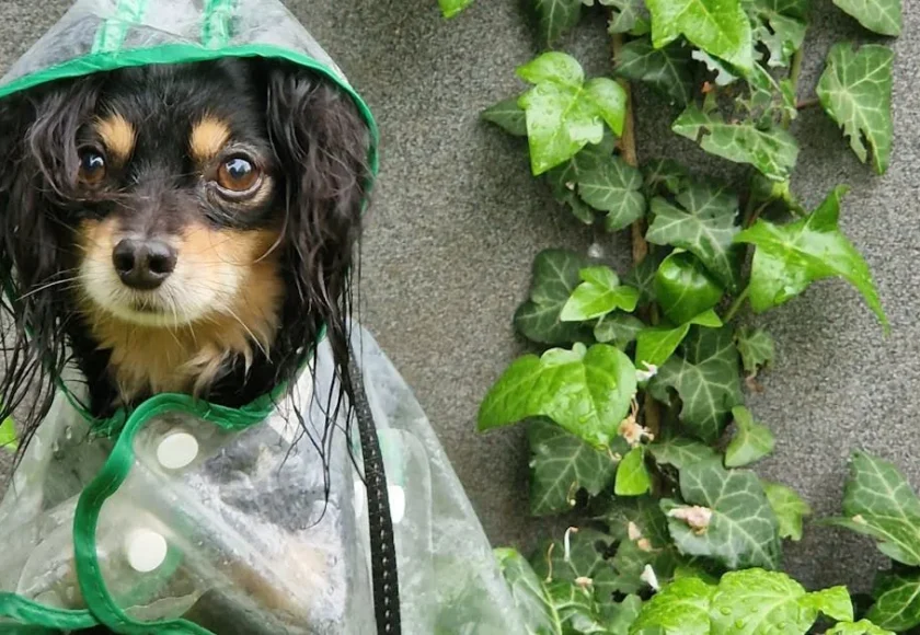 /temporada-de-lluvias-cuales-son-los-riesgos-para-tu-perro