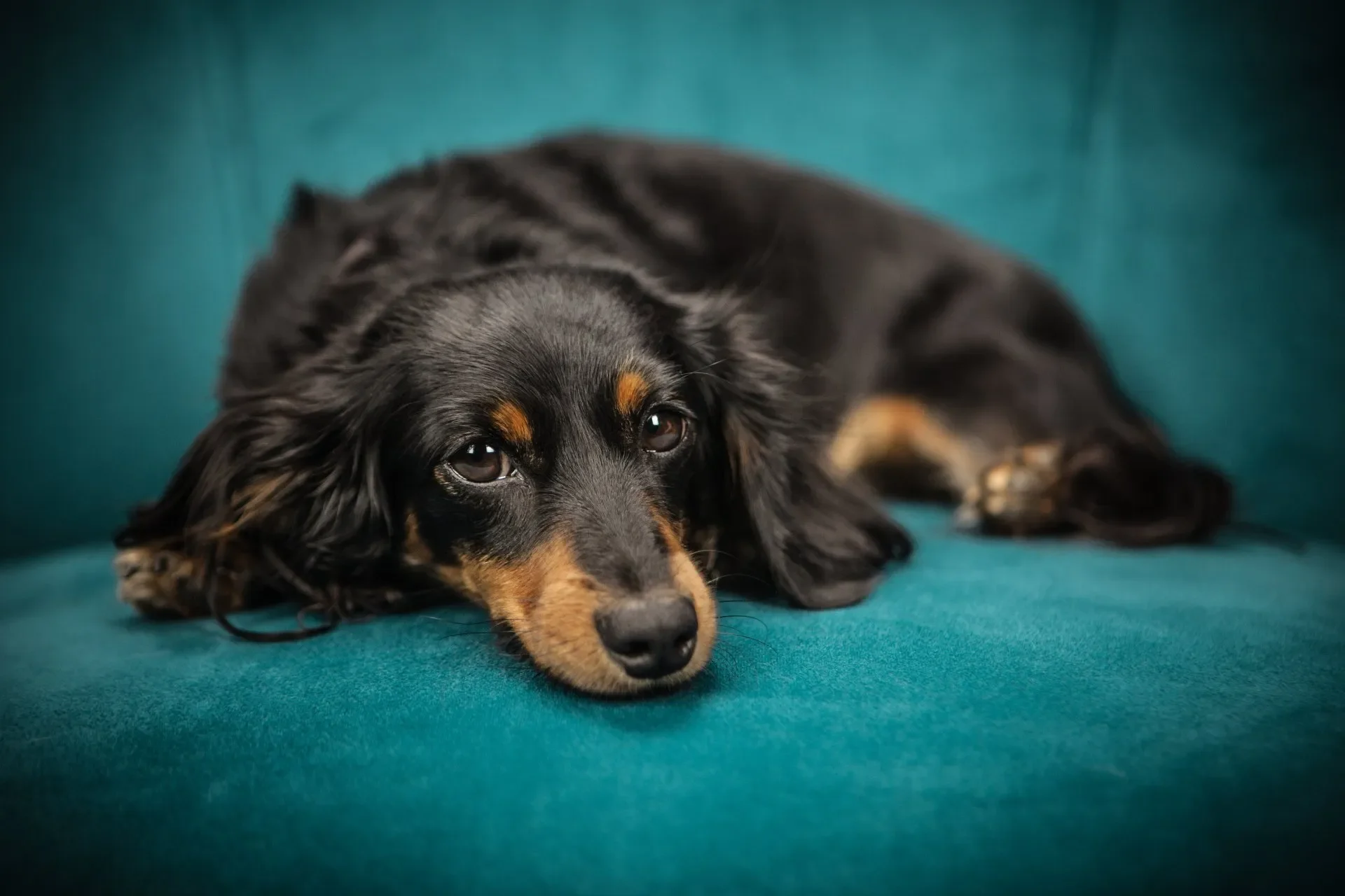 olor-orina-perro