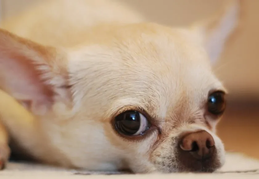 cuantos-tipos-de-chihuahas-hay