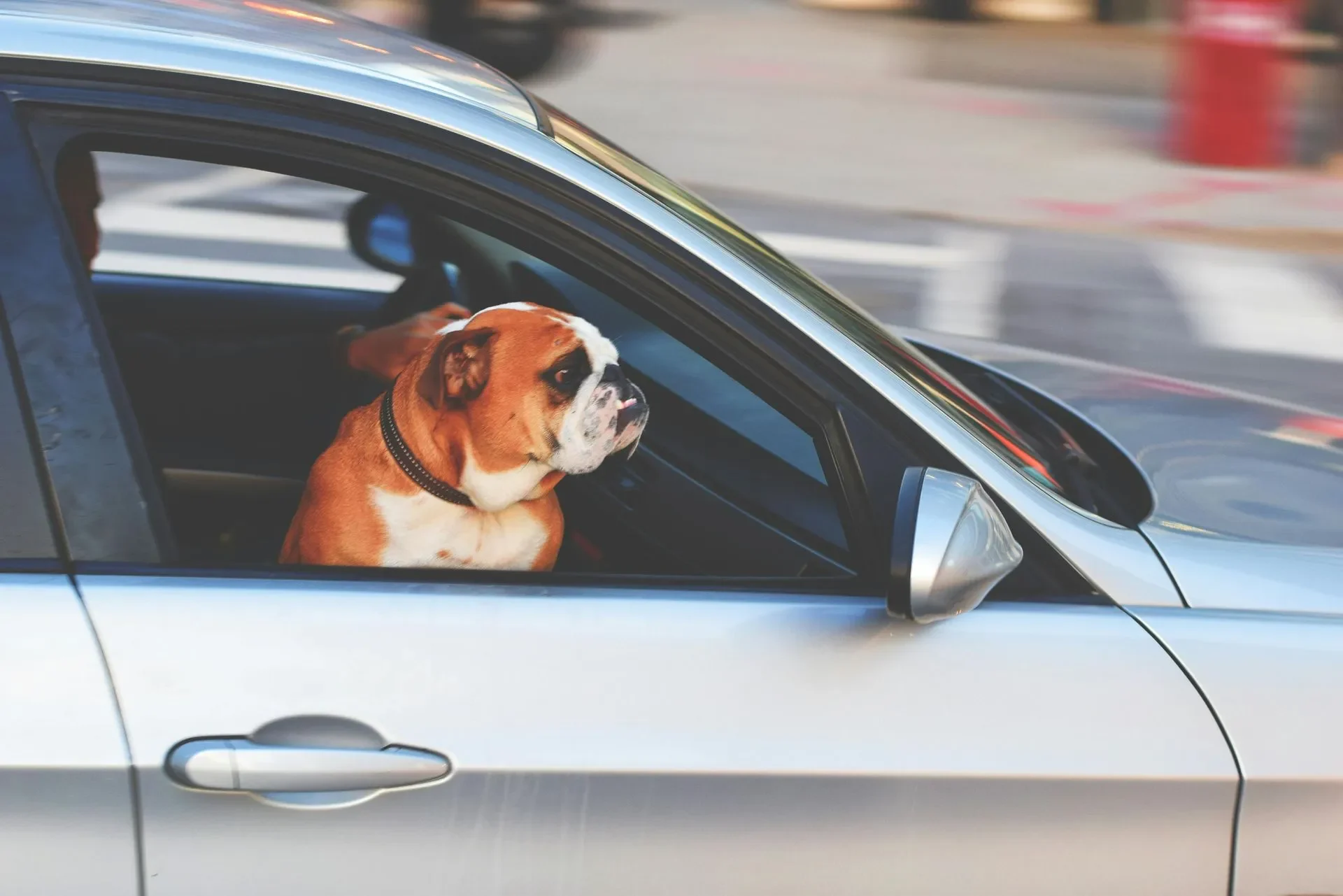 ¿Paseas a tu perro en tu coche?