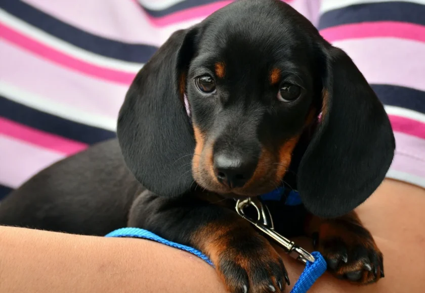 Curiosidades de los perro Salchicha o Dachshund