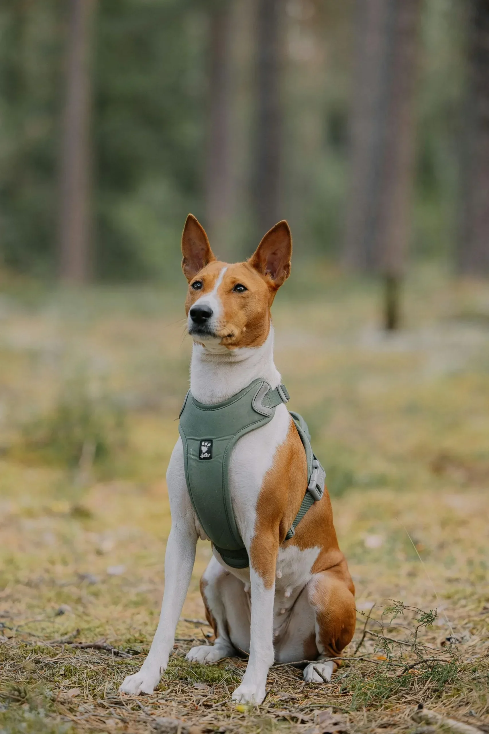 un-perro-que-no-ladra-conoce-al-basenji