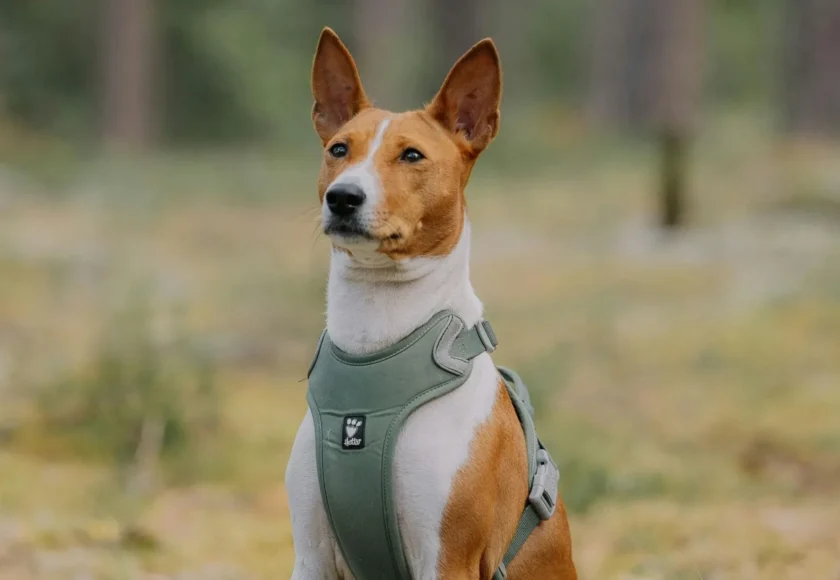 un-perro-que-no-ladra-conoce-al-basenji
