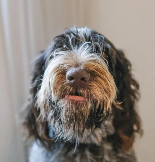 tecnicas-de-cepillado-para-el-cuidado-de-tu-perro