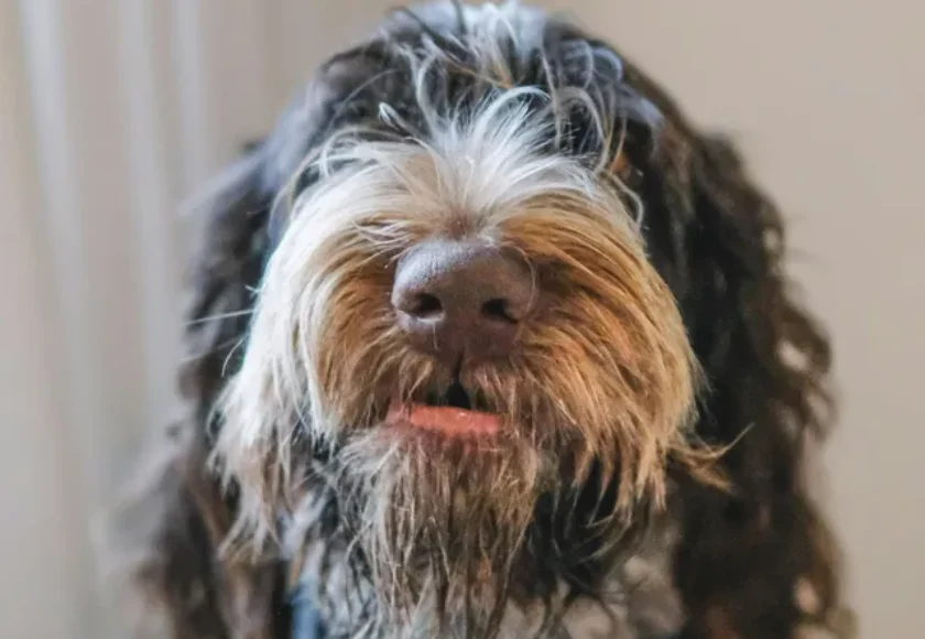 tecnicas-de-cepillado-para-el-cuidado-de-tu-perro