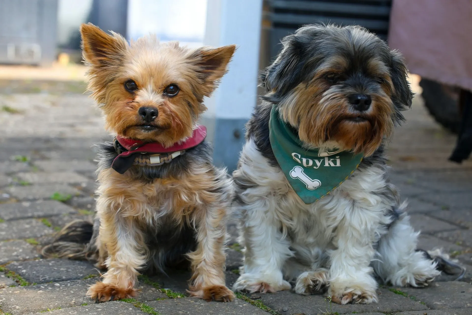 prepara-a-tu-perro-para-ir-a-la-pension