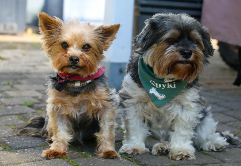 prepara-a-tu-perro-para-ir-a-la-pension
