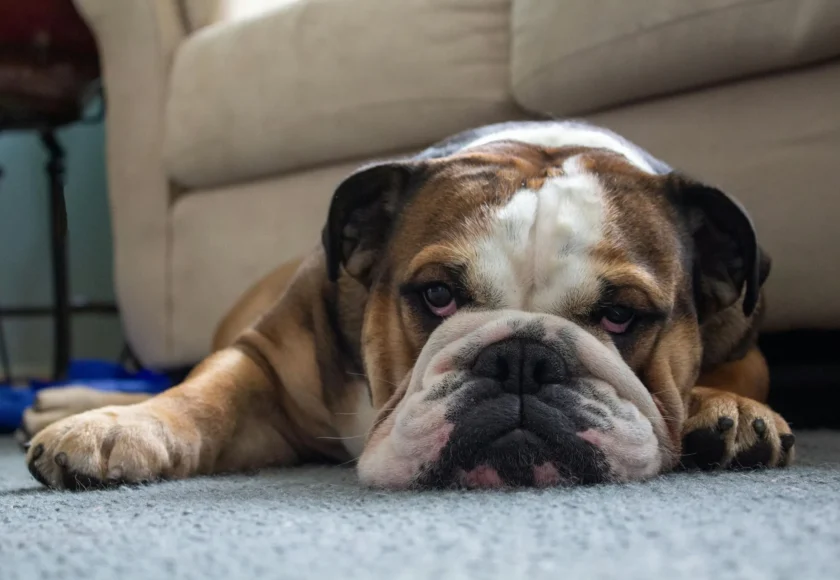 bulldog-ingles-lo-bueno-y-lo-dificil-de-esta-raza