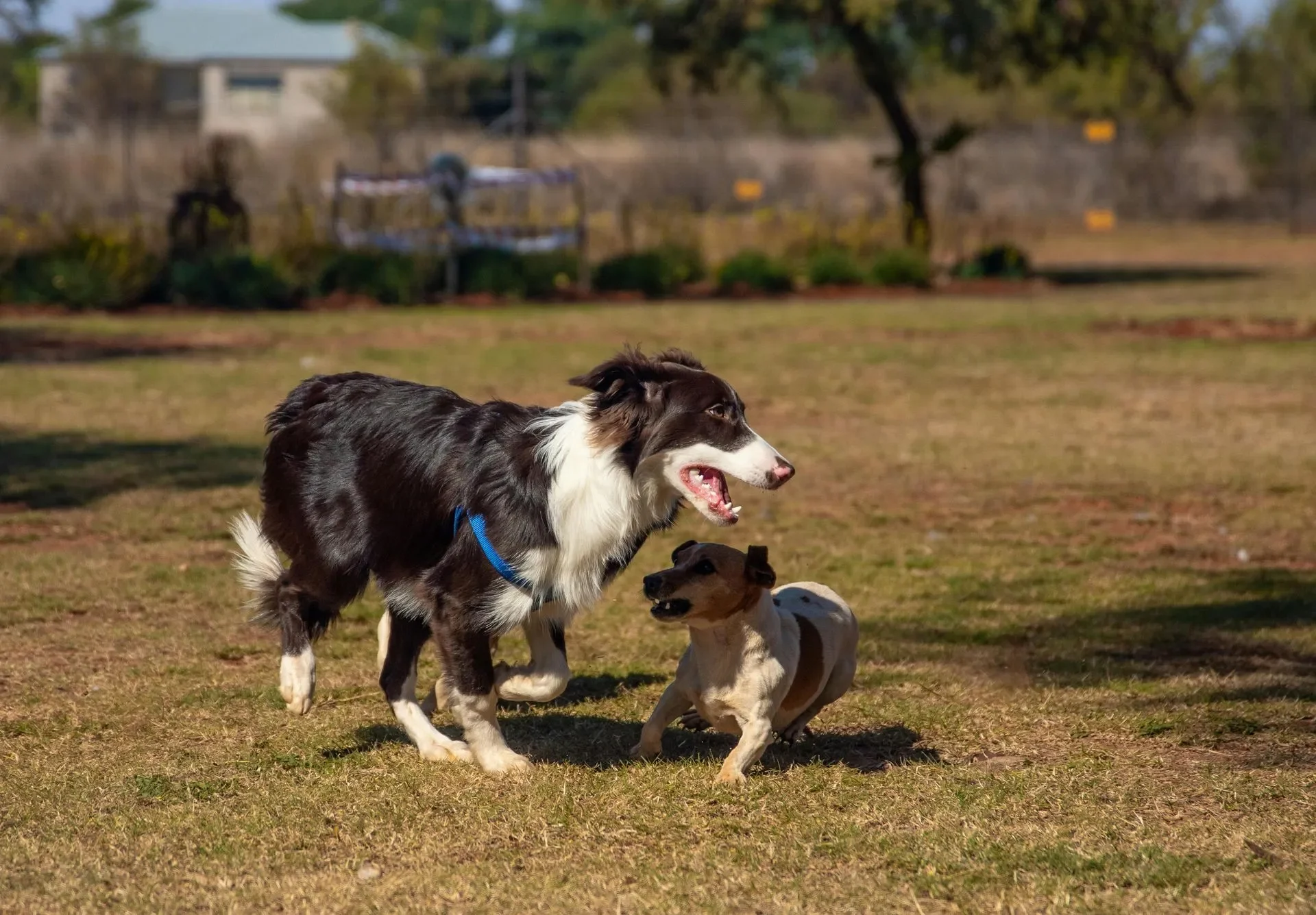 tengo-dos-perros-como-les-enseno-a-llevarse-bien