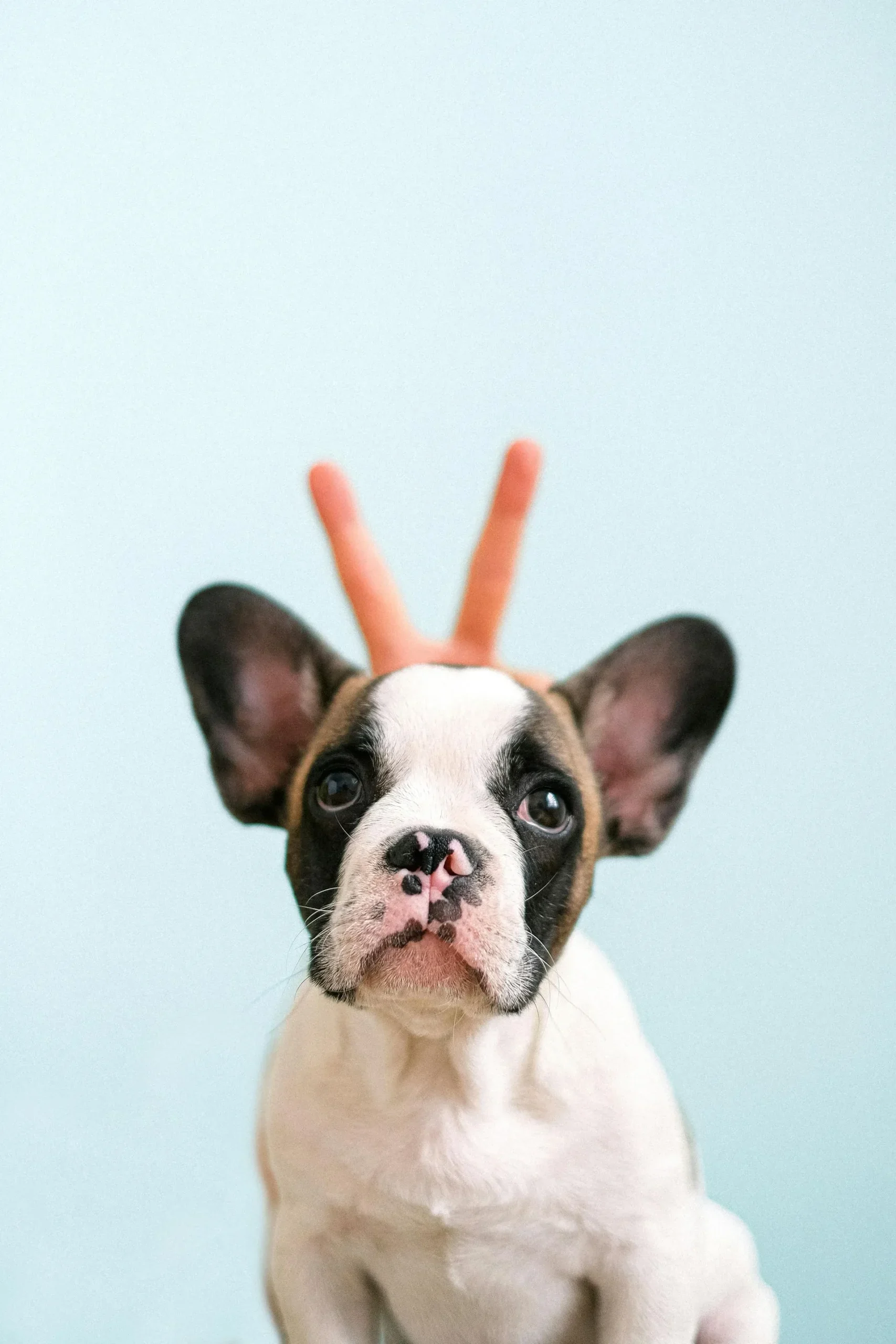 te-gustan-los-bulldog-frances