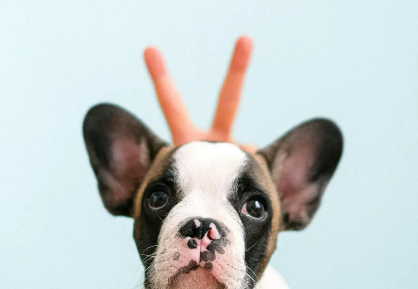 te-gustan-los-bulldog-frances