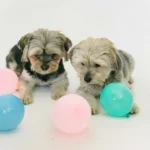 TIPS DE ADIESTRAMIENTO CANINO