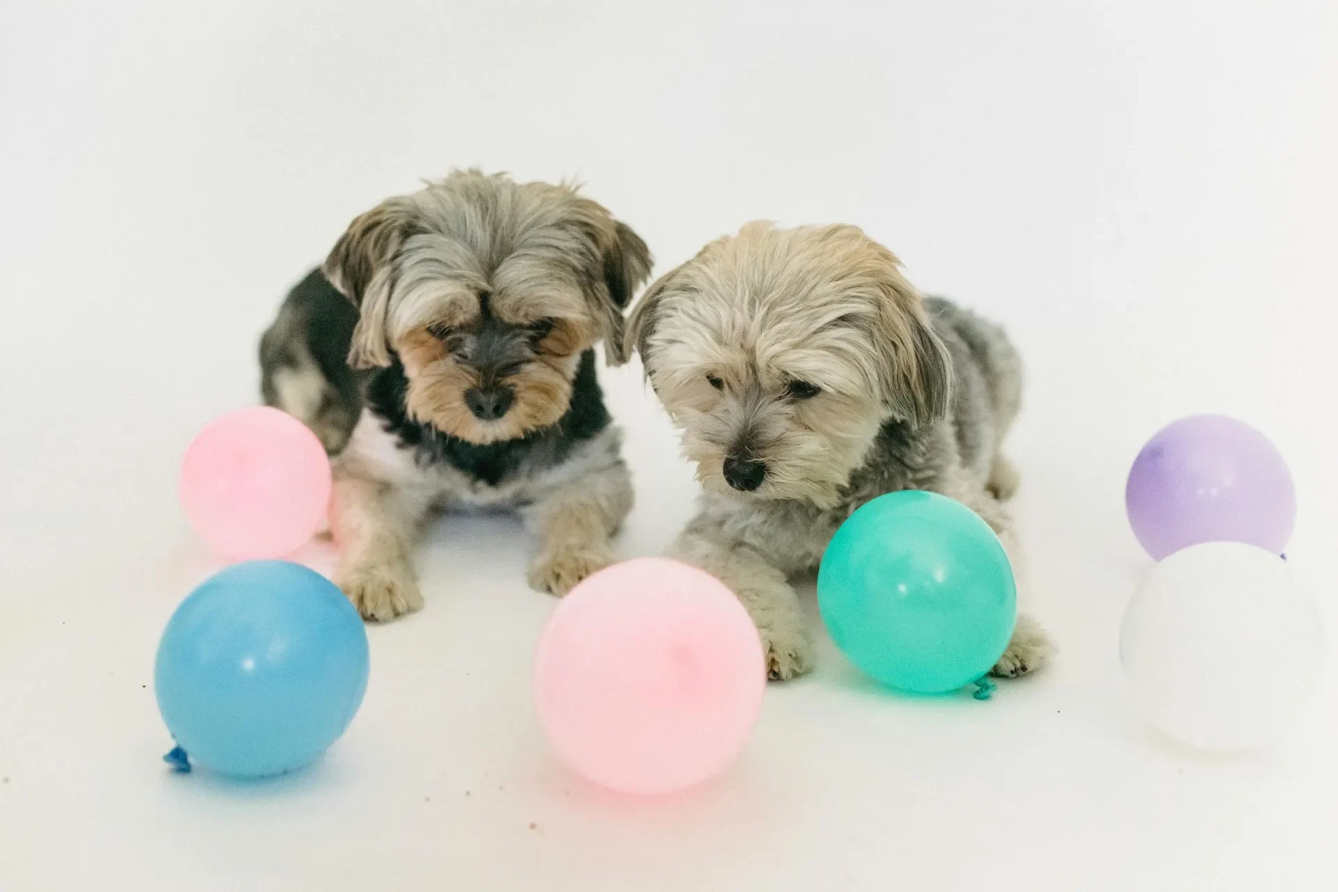 perros-chiquitos-y-razas-toy-como-cuidarlos