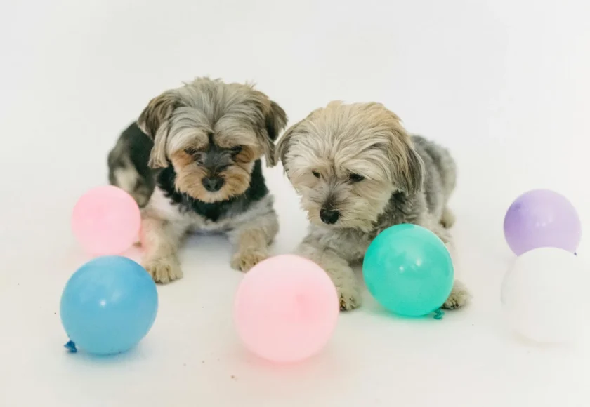 perros-chiquitos-y-razas-toy-como-cuidarlos