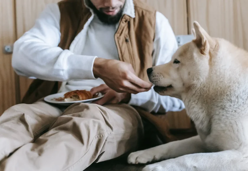 lo-que-hay-que-saber-sobre-el-gusano-barrenador-y-tu-perro