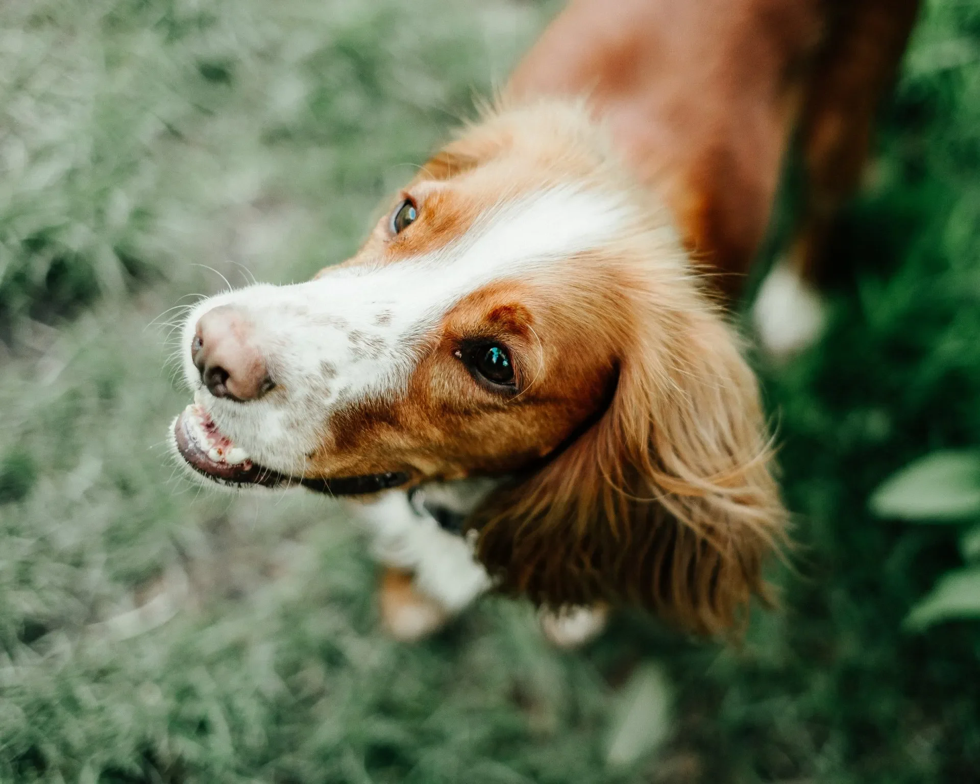 Moquillo en los Perros, la Enfermedad que Nunca se Cura