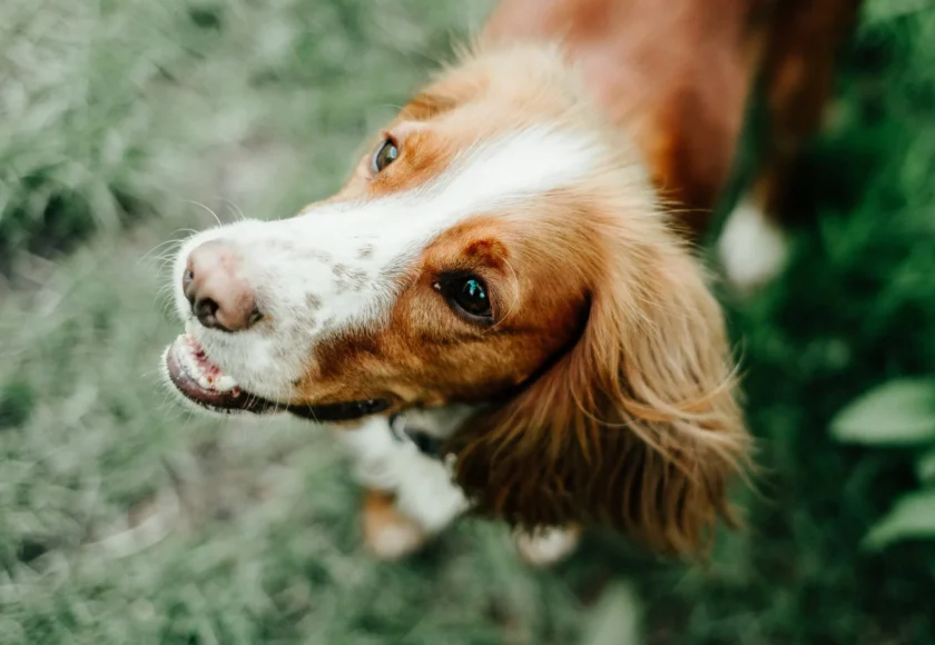 Moquillo en los Perros, la Enfermedad que Nunca se Cura
