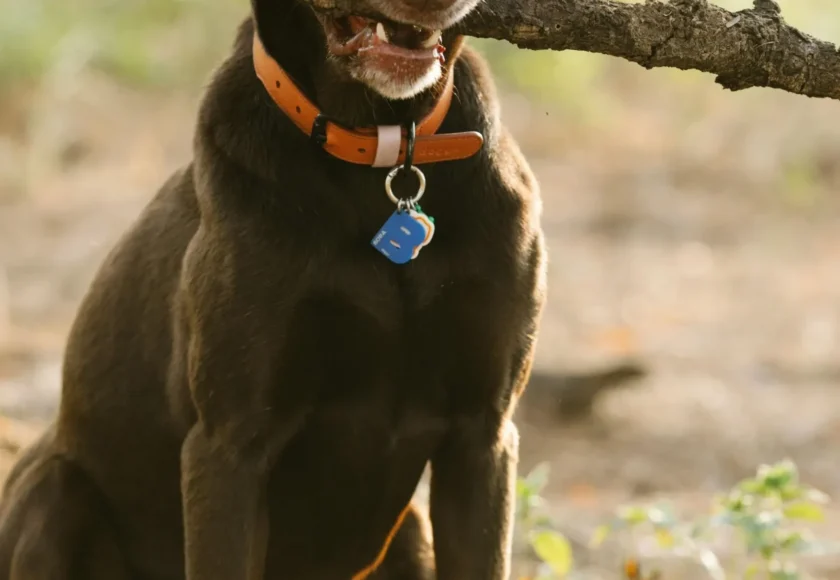 CDMX: Código Universal de Colores para Mascotas