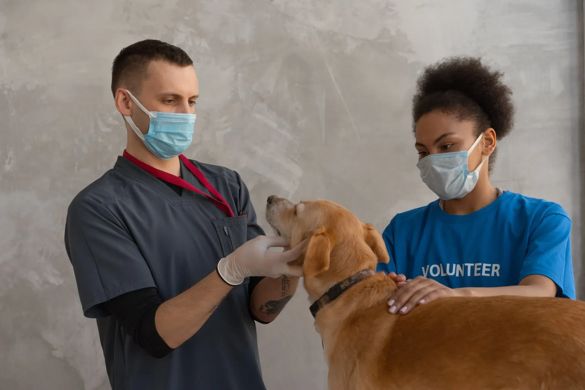 hospital-veterinario-gratuito-cdmx-direccion