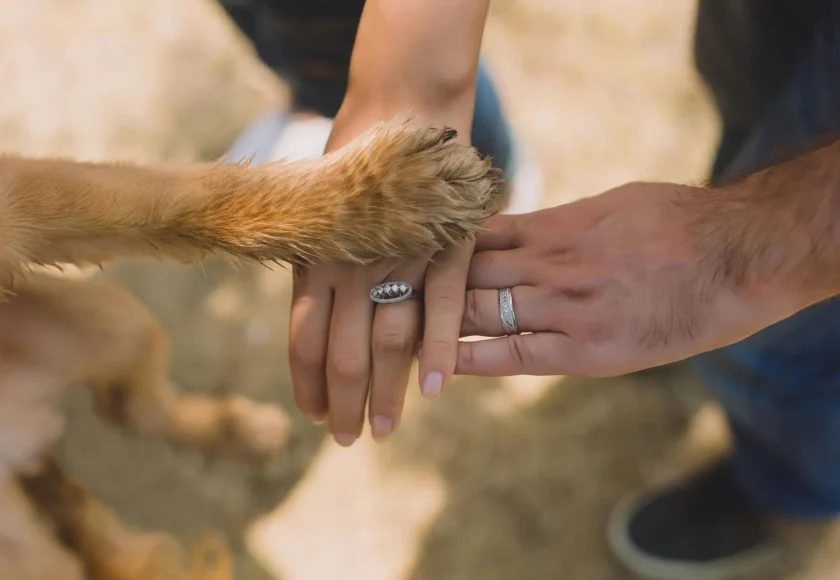 custodia-compartida-de-perros-en-cdmx-que-significa-y-como-funcionara