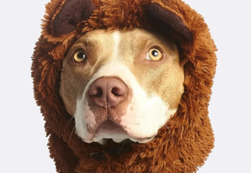 todo-sobre-los-perros-pitbull-mitos-y-verdades