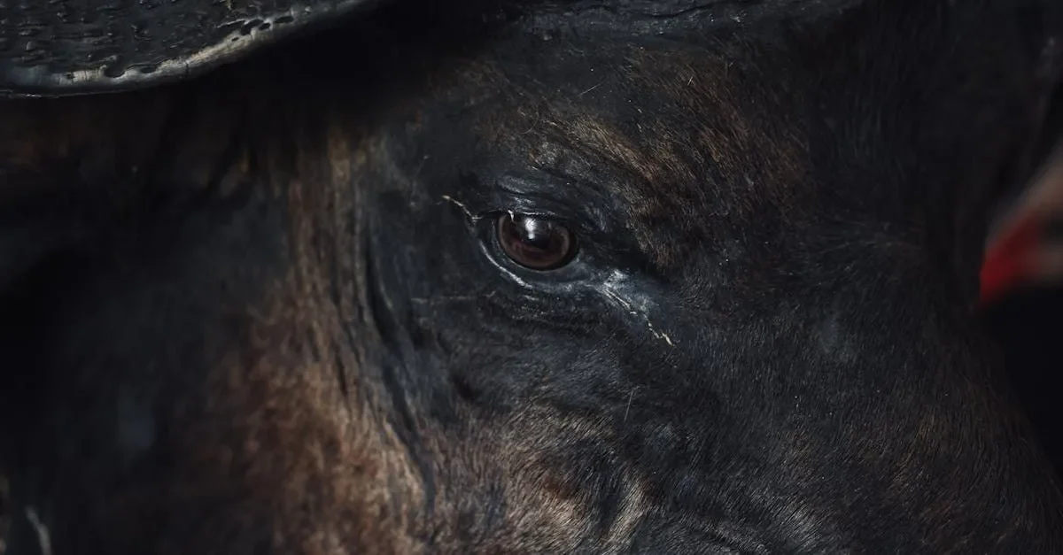 Diarrea en perros: ¿qué significa el color de su popó?