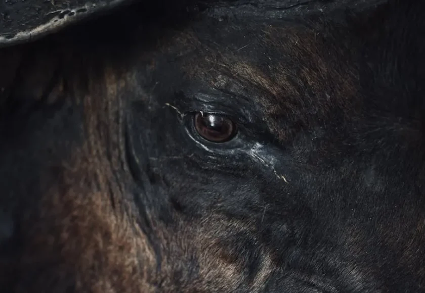 Diarrea en perros: ¿qué significa el color de su popó?