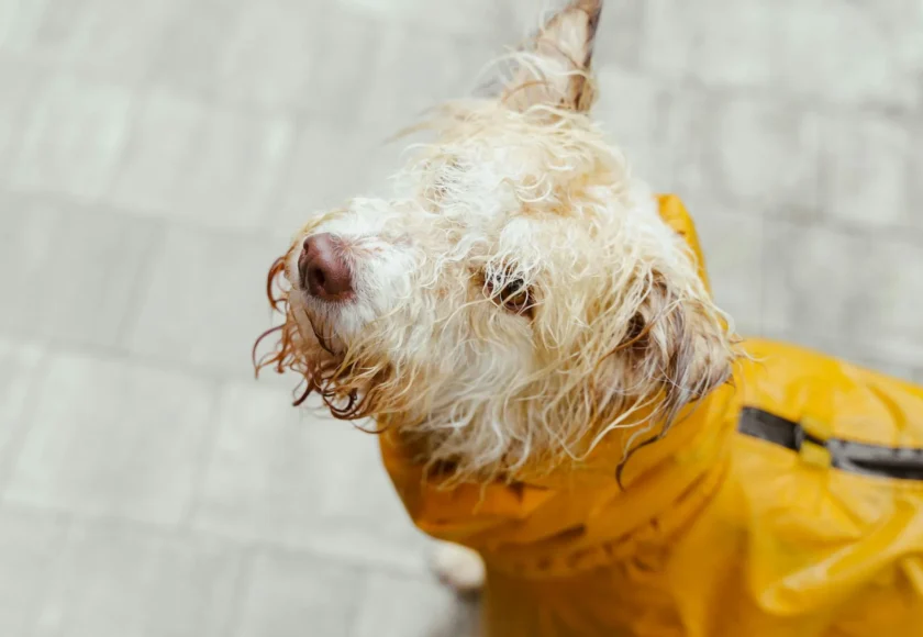 ¿Cómo secar a tu perro al volver del paseo?