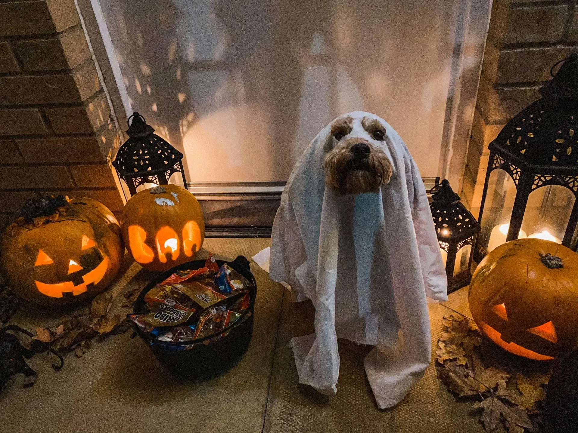 organizar-halloween-perros