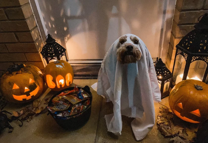 organizar-halloween-perros